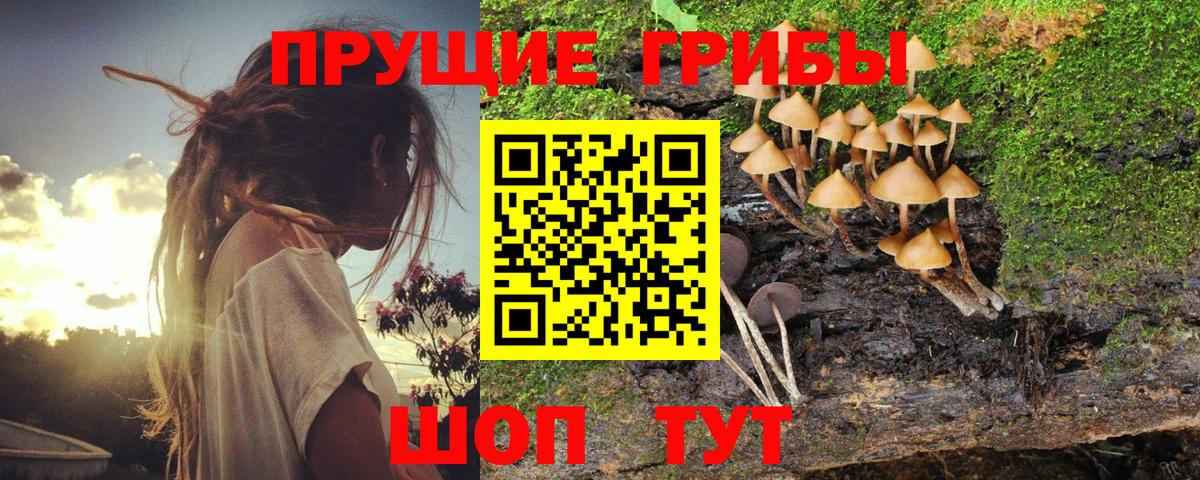 Галлюциногенные грибы Cubensis Ставрополь